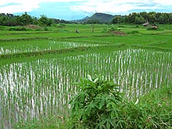 'Rice Paddies around Phiang' by Asienreisender